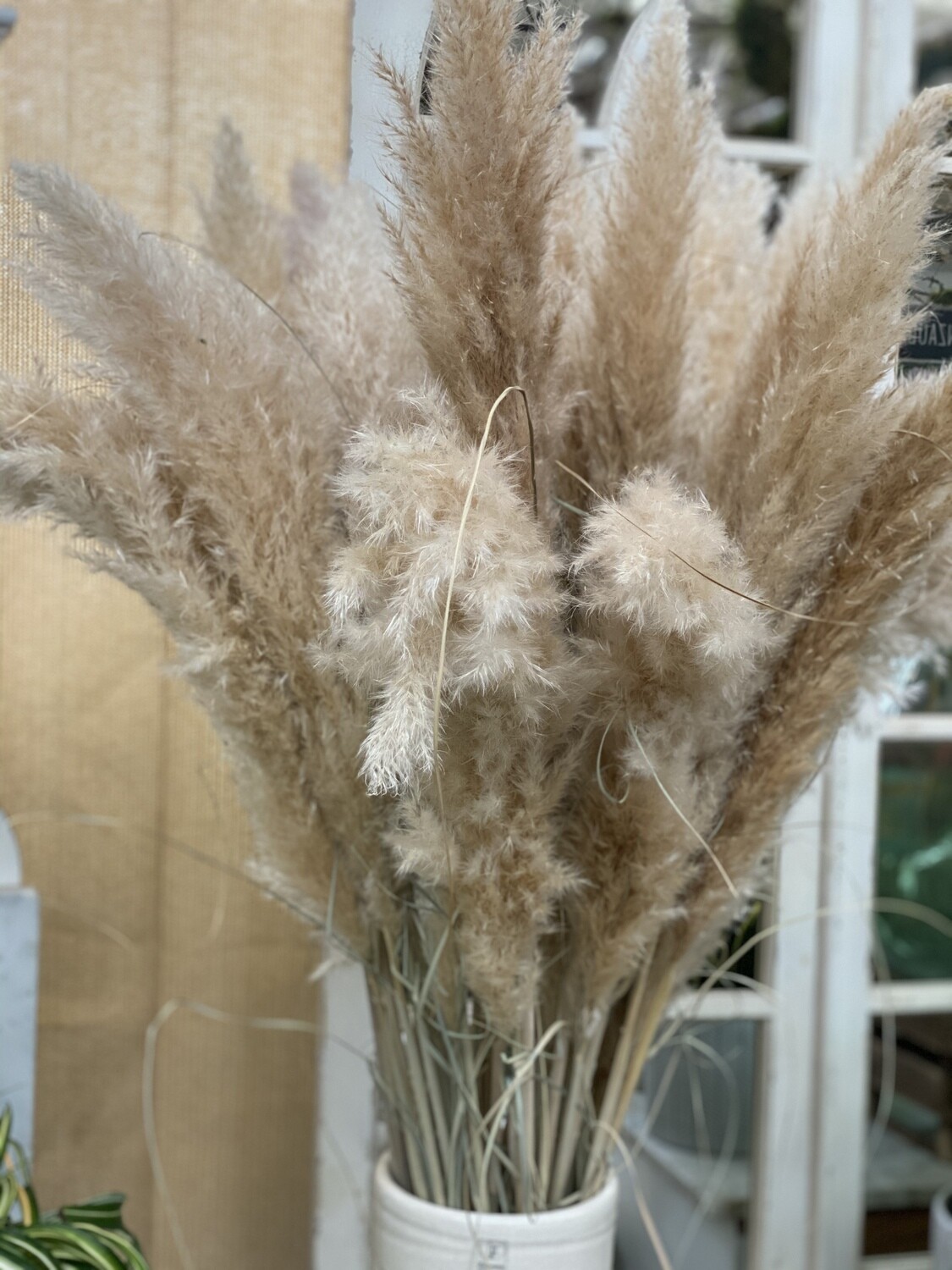 Pampas Grass