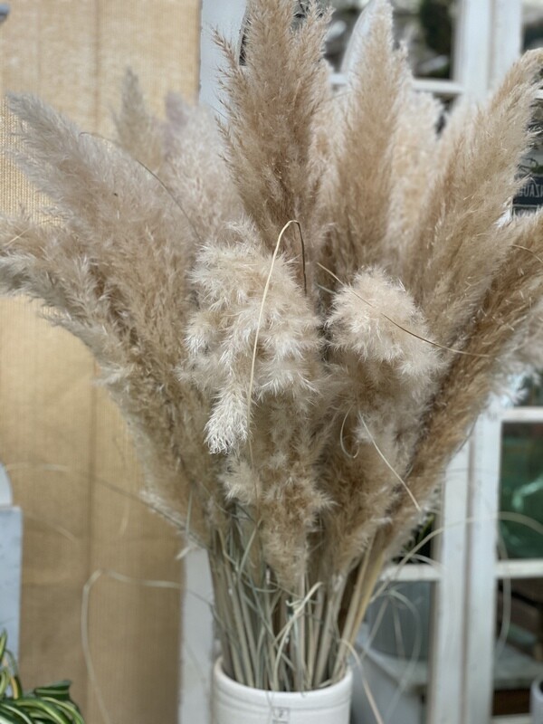 Pampas Grass