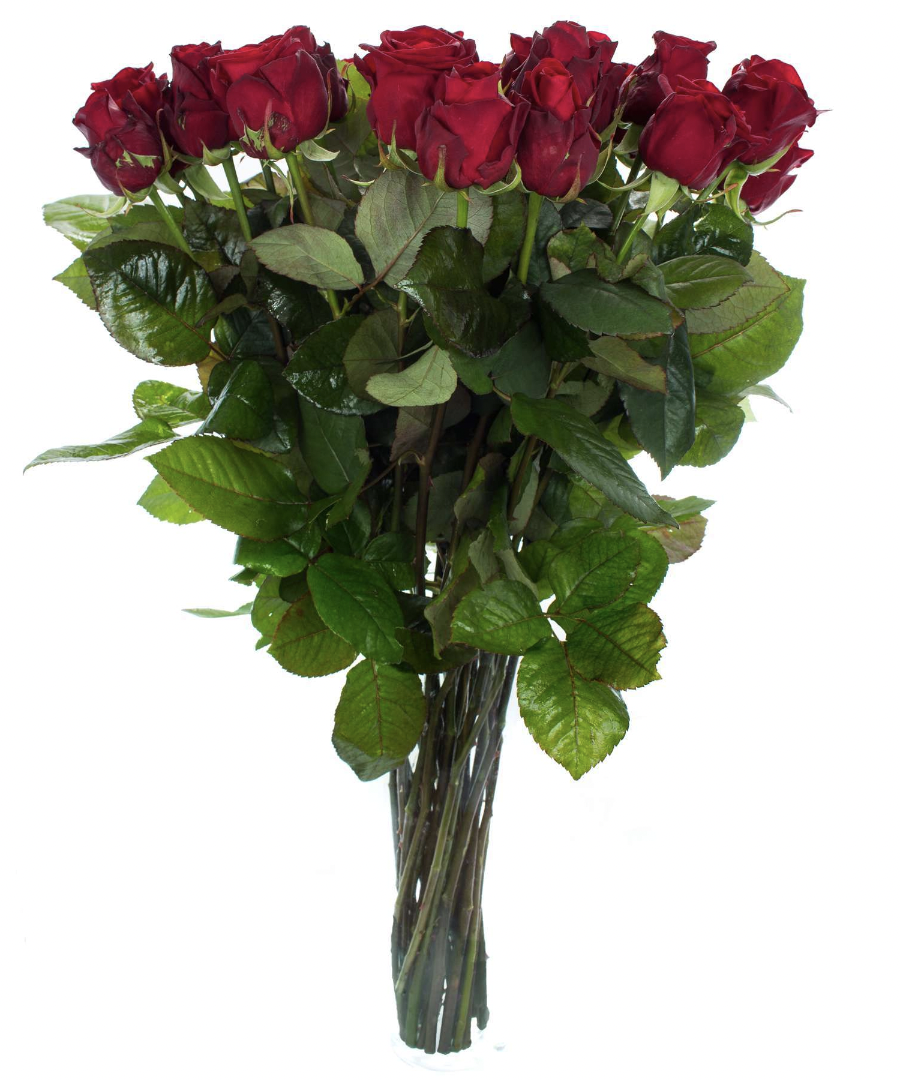 Edelrosen 60cm - 70cm