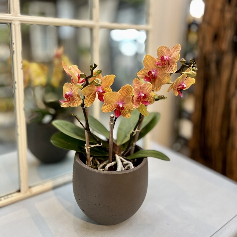 Phalaenopsis Orchidee orange