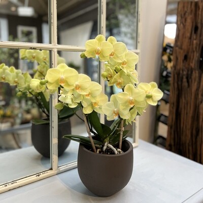 Phalaenopsis Orchidee gelb