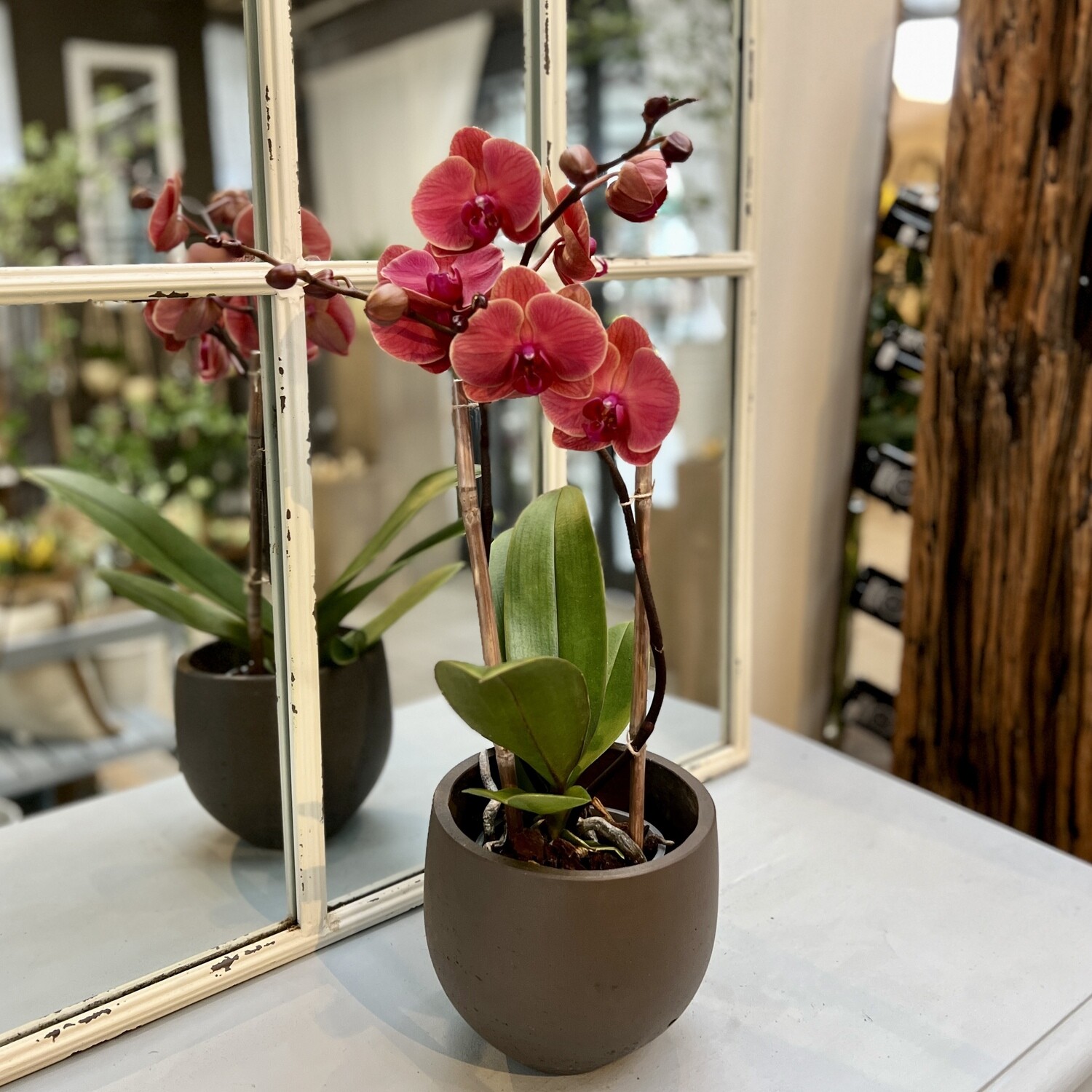 Phalaenopsis Orchidee Fuchsia