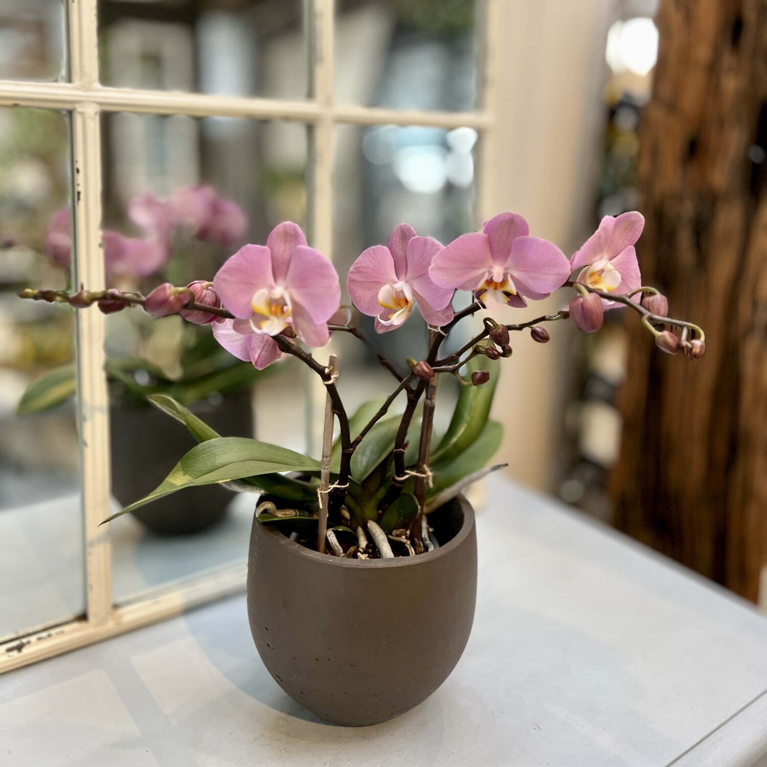 Phalaenopsis Orchidee pink