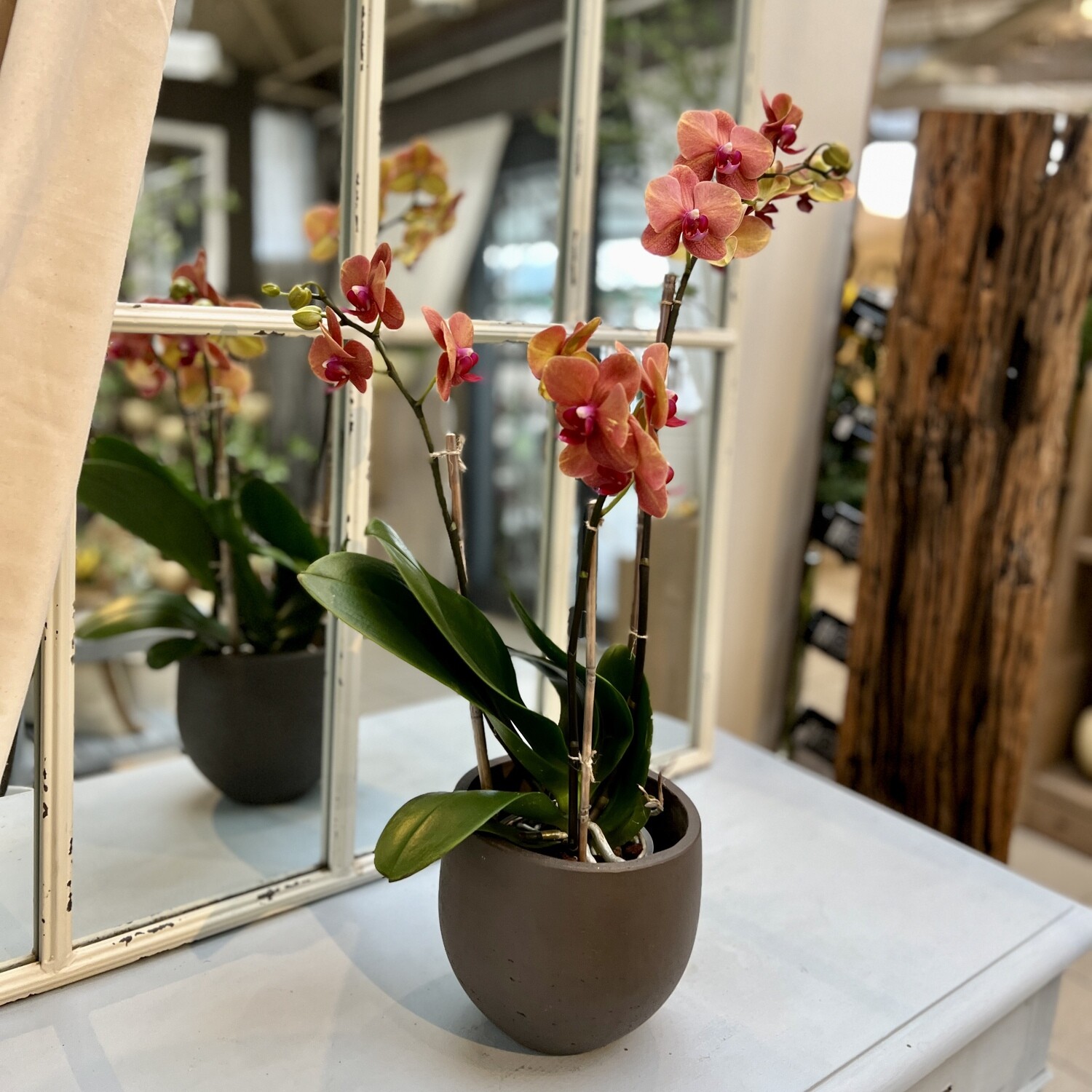 Phalaenopsis Orchidee orange/rot