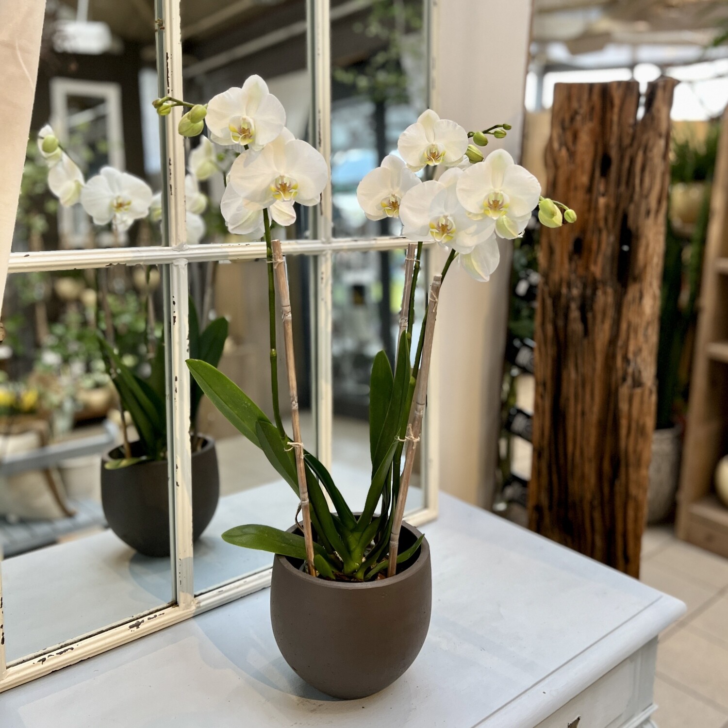 Phalaenopsis Orchidee weiss