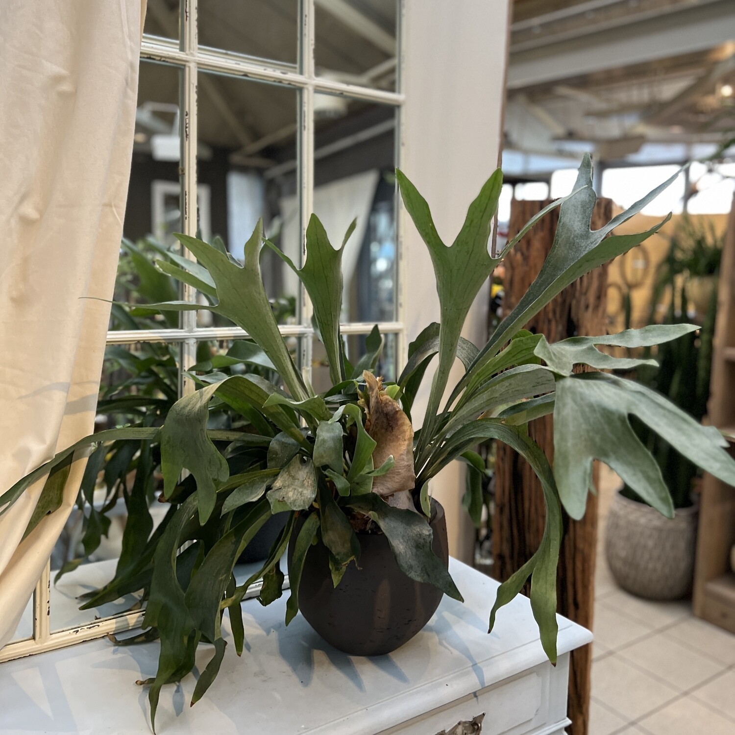 Platicerium Hirschgeweih