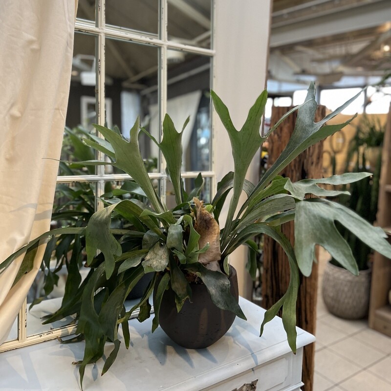 Platicerium Hirschgeweih