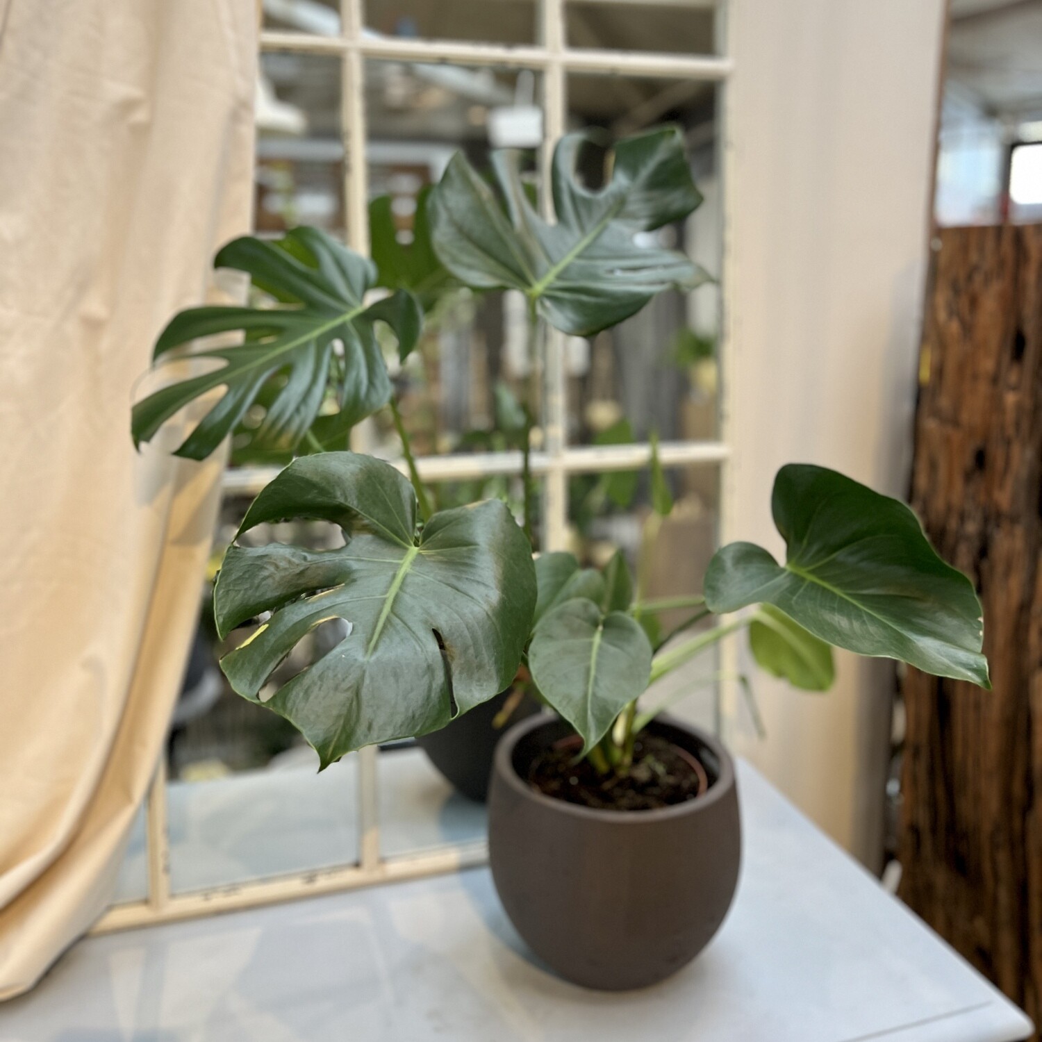 Philodendron