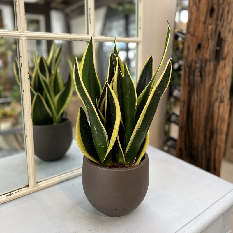 Sanseveria Gelb Grün