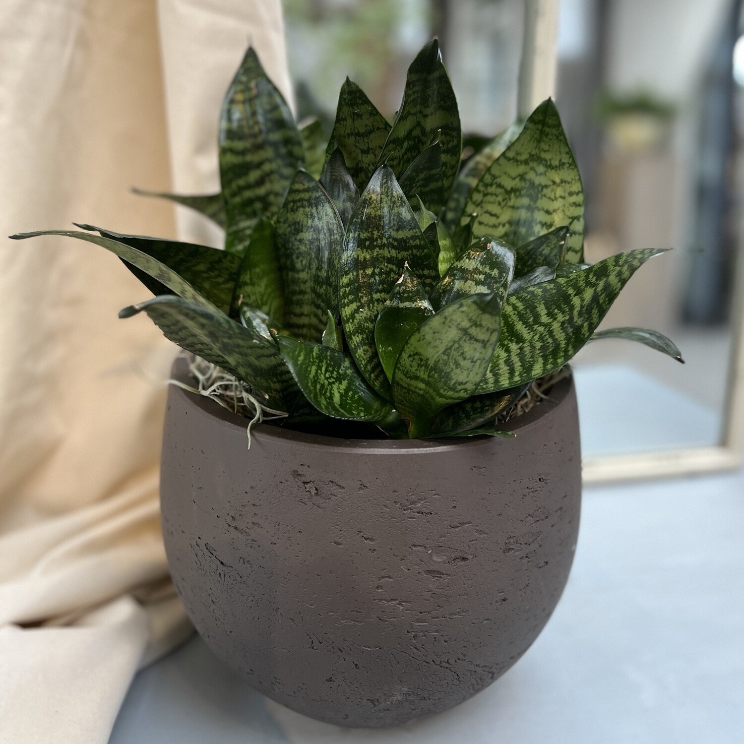 Sanseveria Grün nieder