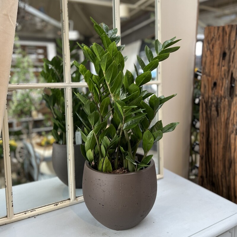 Zamioculcas