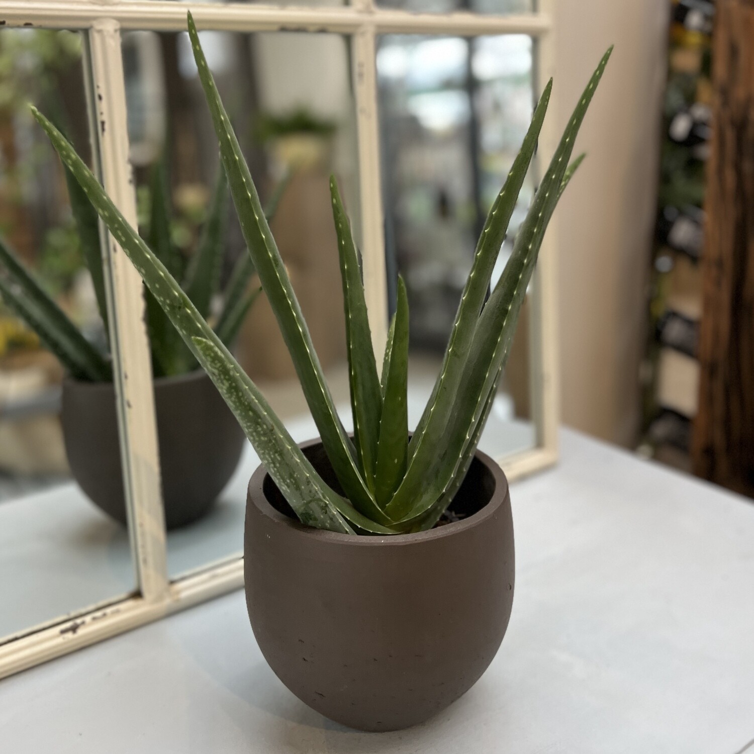 Aloe Vera