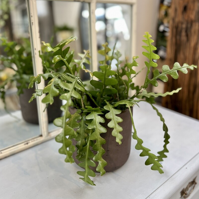 Rhipsalis