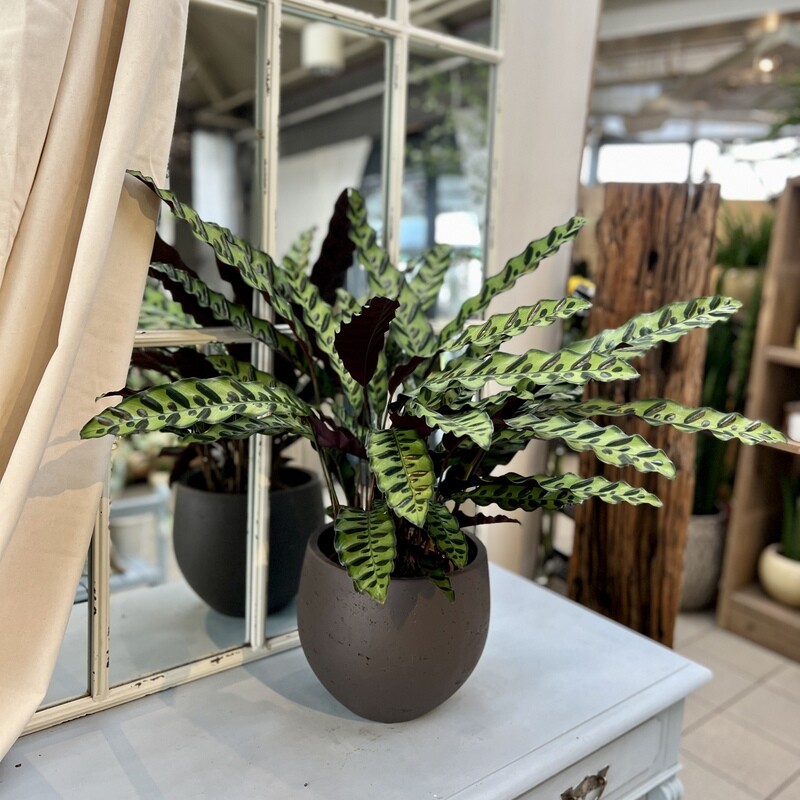 Calathea