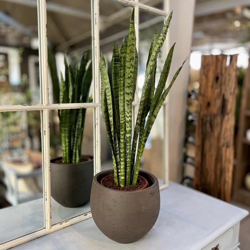Sanseveria grün