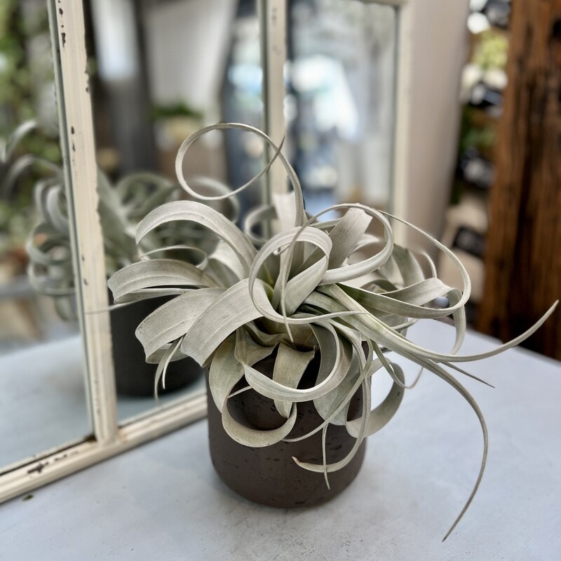 Tillandsie/ Luftpflanze