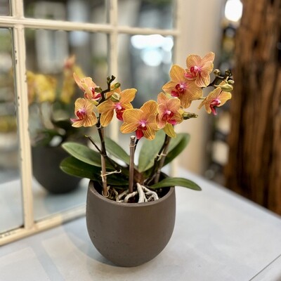 Phalaenopsis Orchidee orange