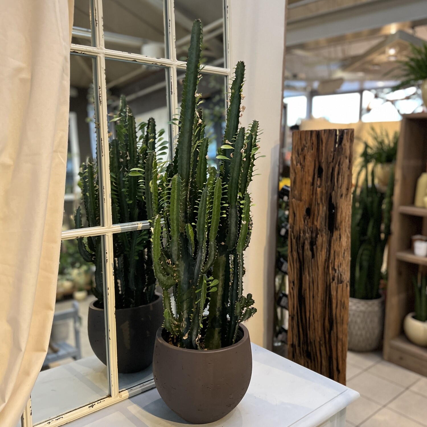Euphorbia