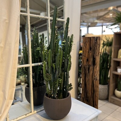 Euphorbia