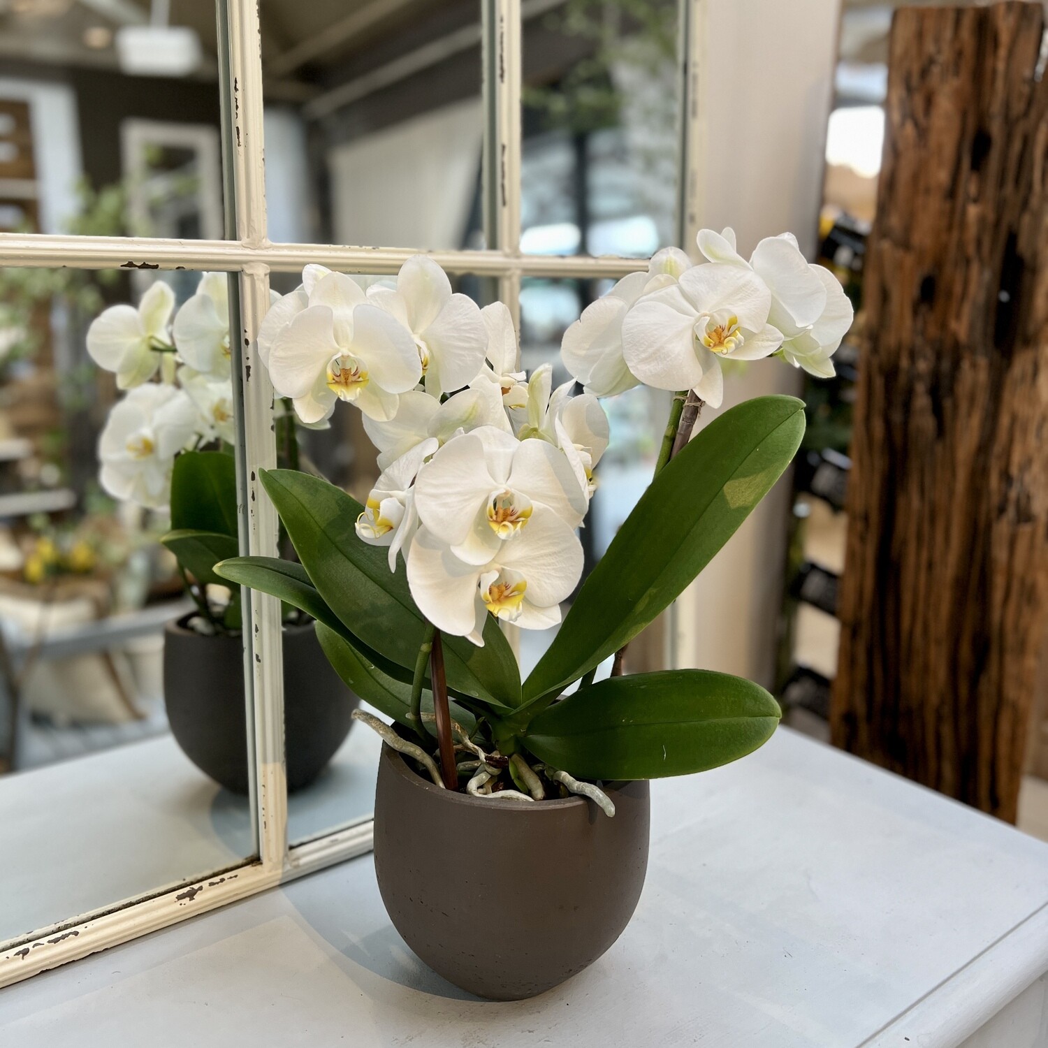 Phalaenopsis Orchidee weiss