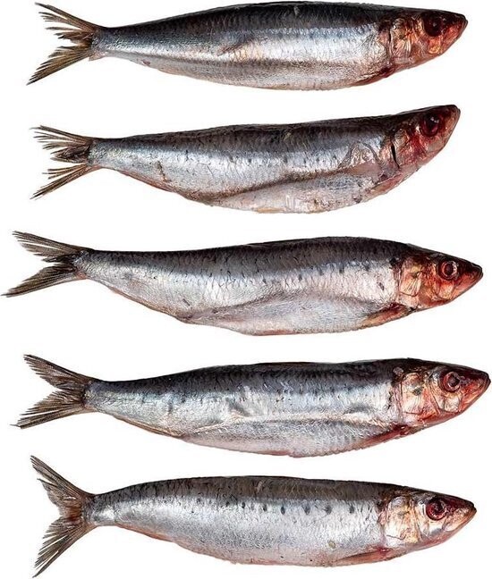 Sardines - Groot