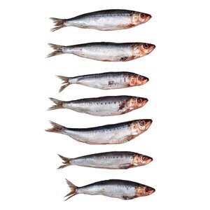 Sardines - Klein