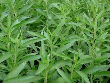 Plant de VERVEINE "Menthe"