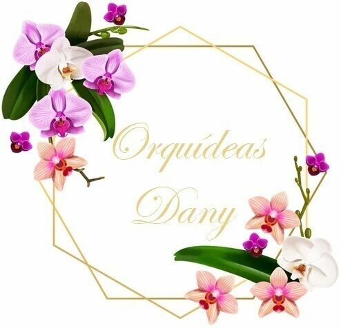 Orquídeas Dany Online