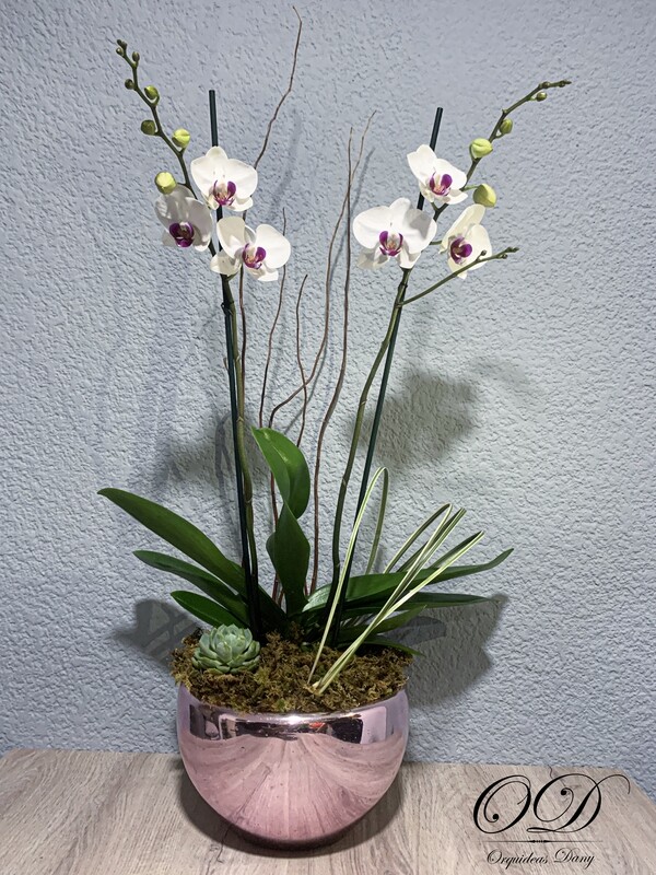 ​Orquídea blanca.