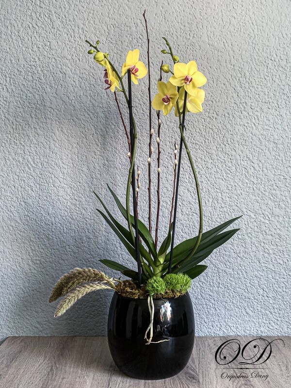 ​Orquídea amarilla.