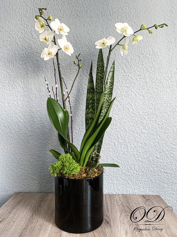 ​Orquídeas  blanca