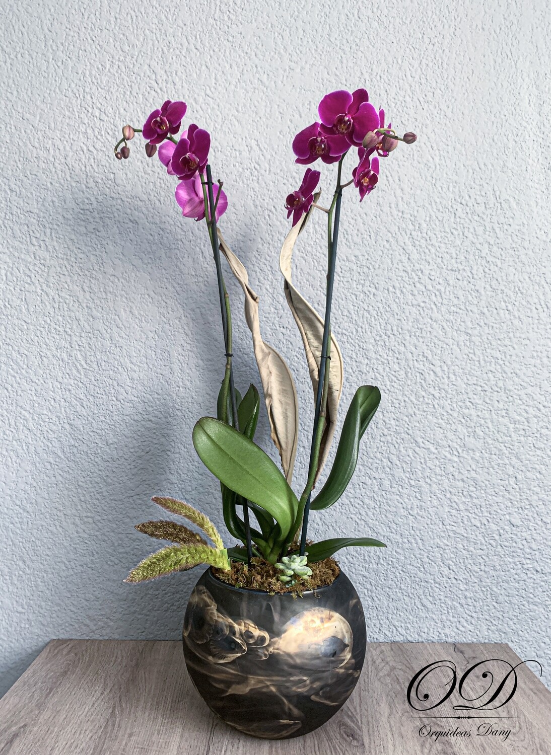 ​Orquídea  moradas