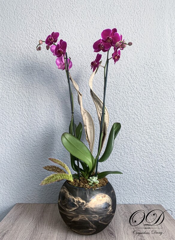 ​Orquídea  moradas