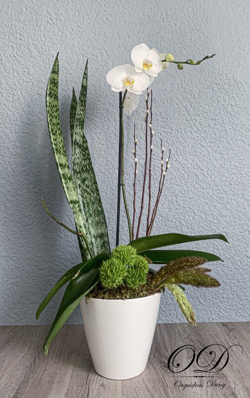 ​Orquídea blanca