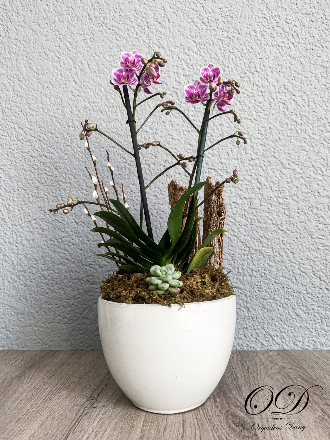 ​Orquídea mini lila