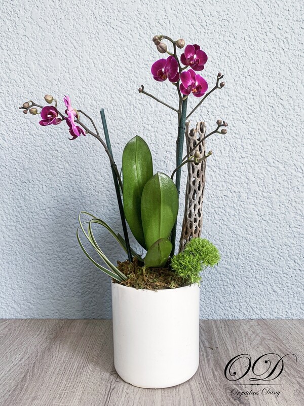 ​Orquídea  mini purpura