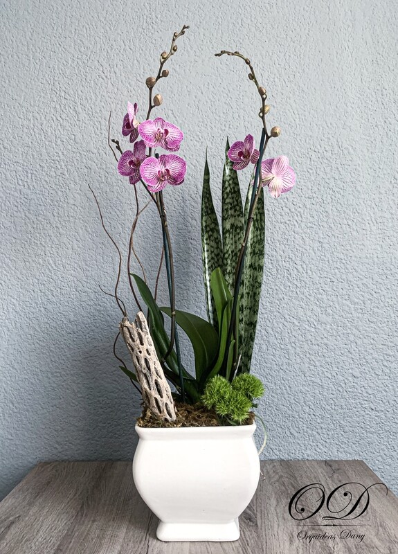 ​Orquídea  de color lila