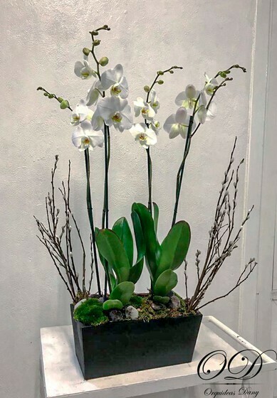 ​Orquídea  Jardinera