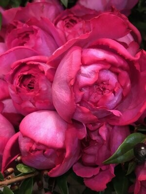 Bouquet de roses d'exception