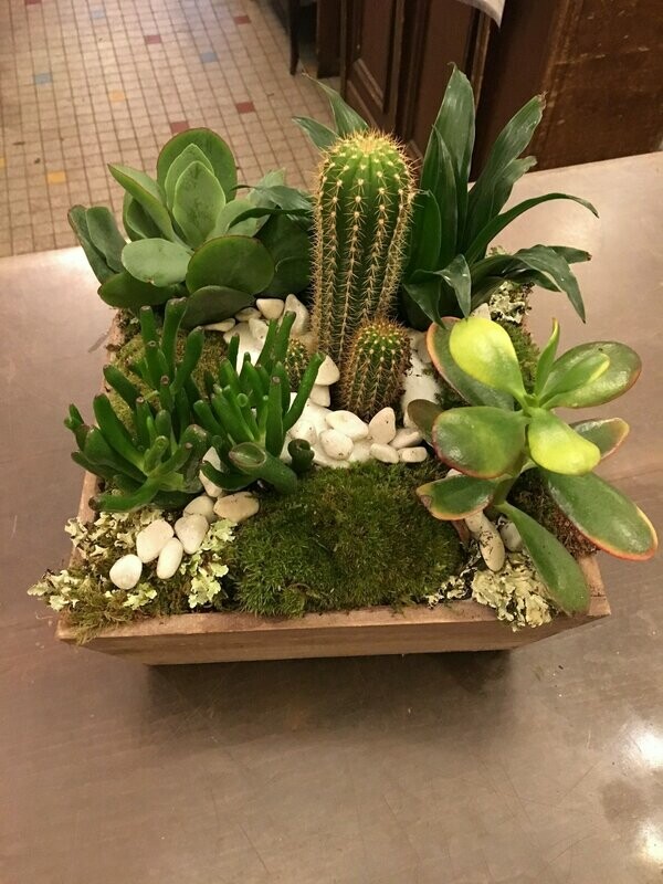 Composition de plantes