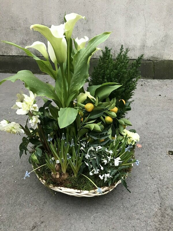 Composition de plantes