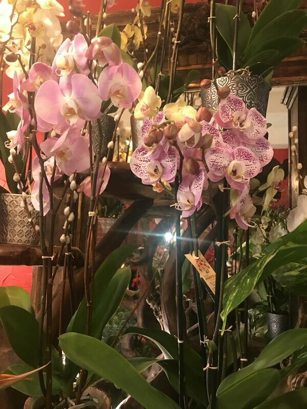 Orchidées