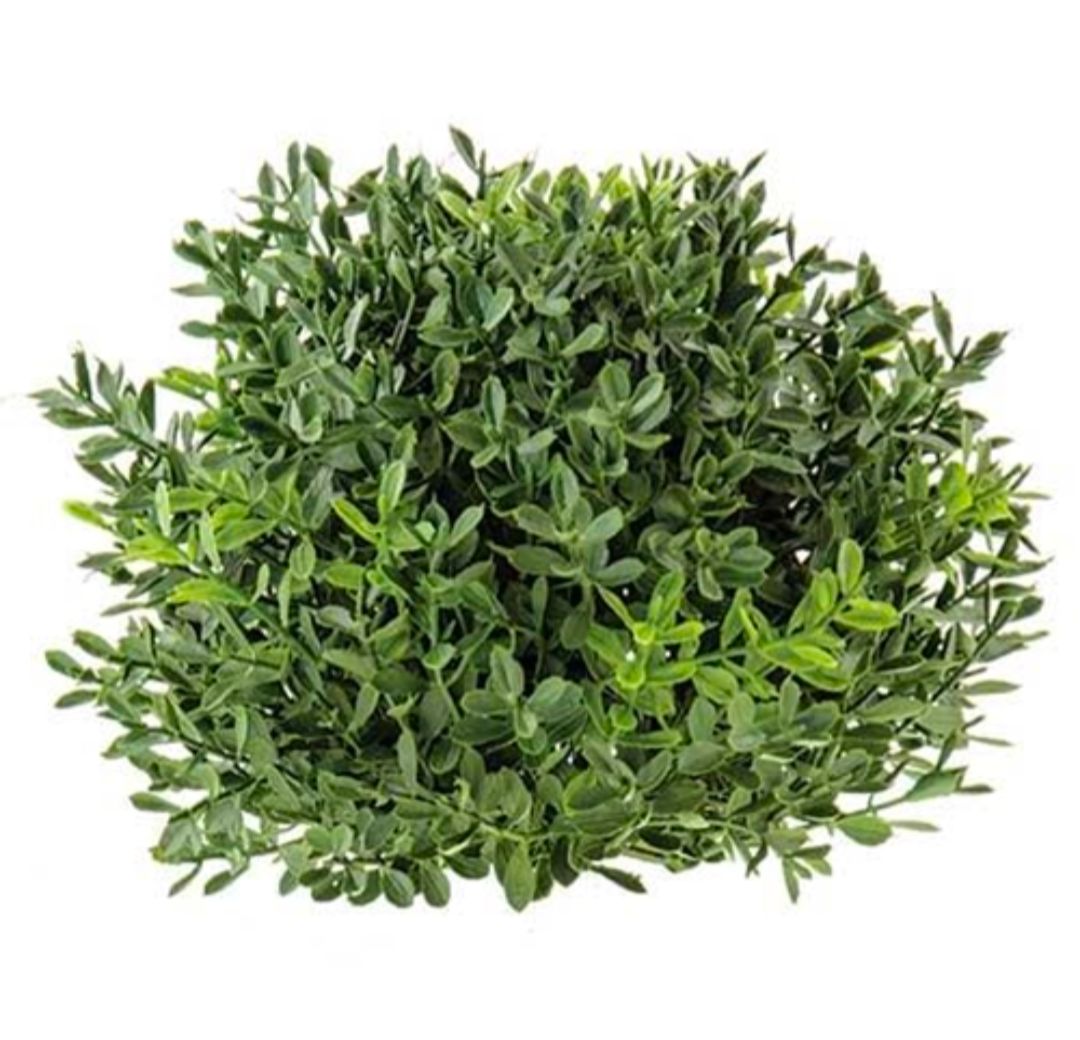 7" New England Boxwood Half Sphere