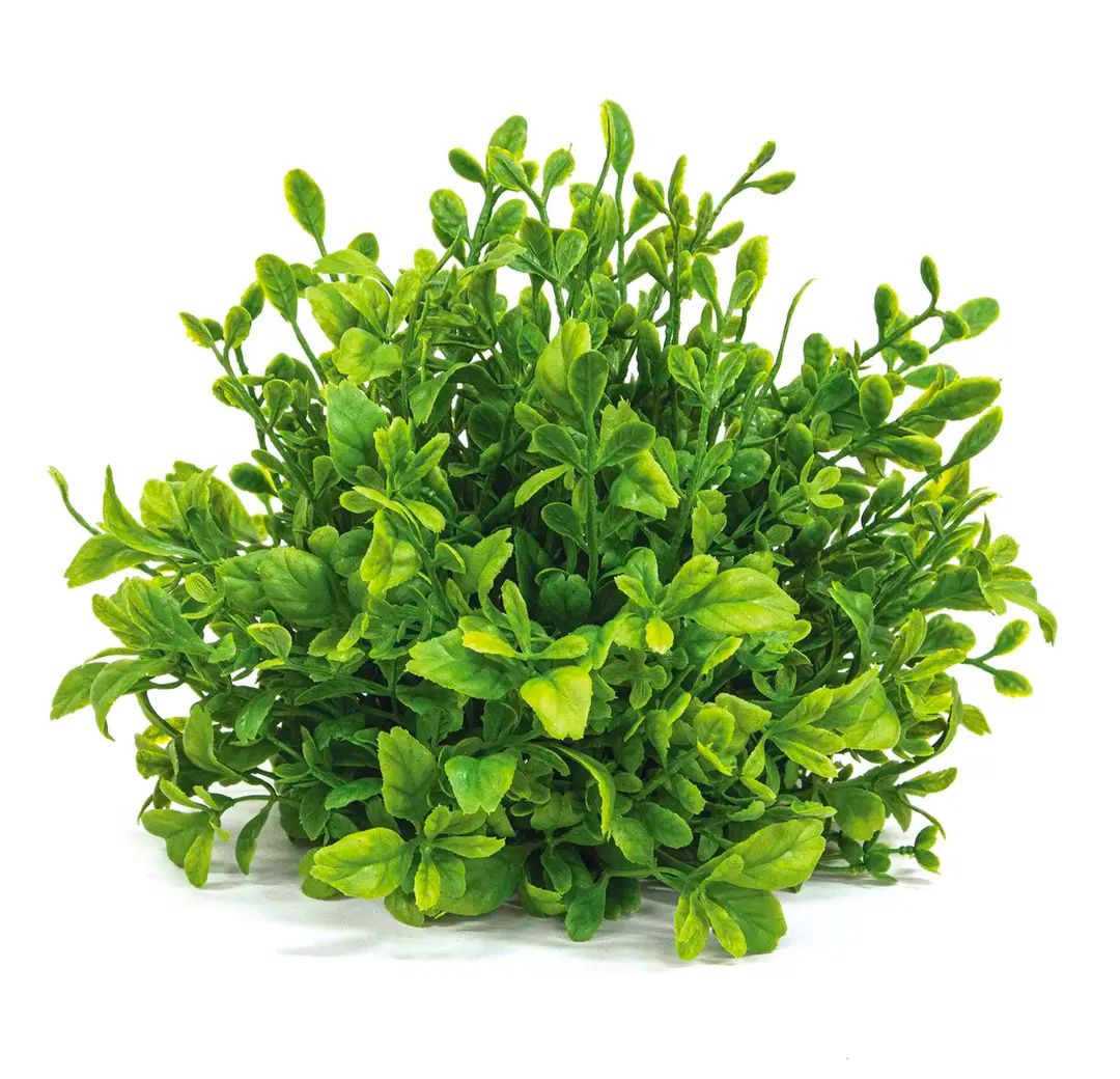 Evergreen English Boxwood Half Sphere