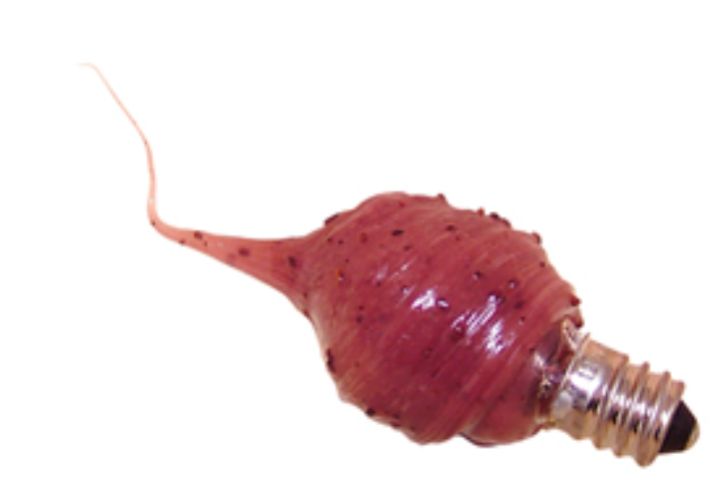 Cinnamon Clove Scented Silicone Light Bulb