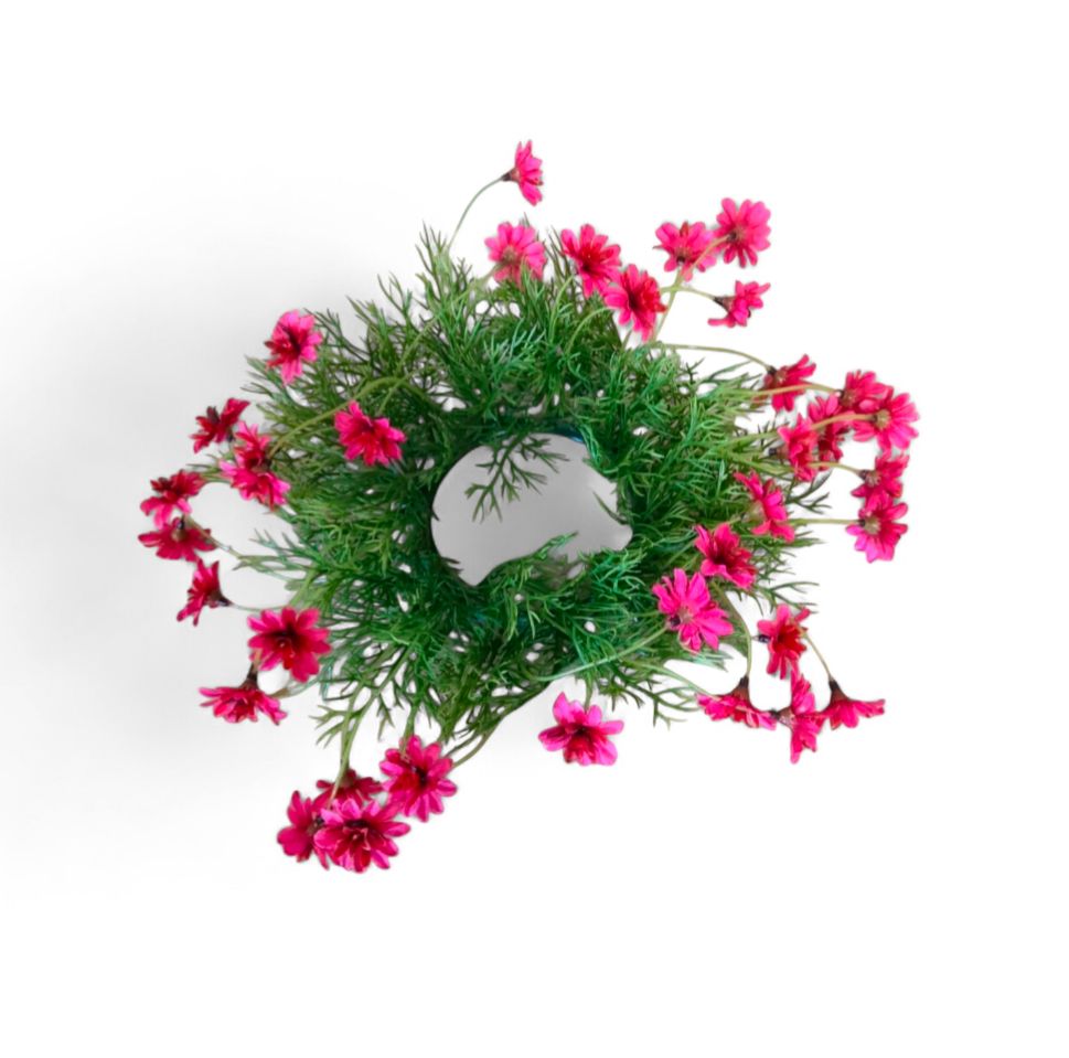 3" Pink Star Daisy Candle Ring