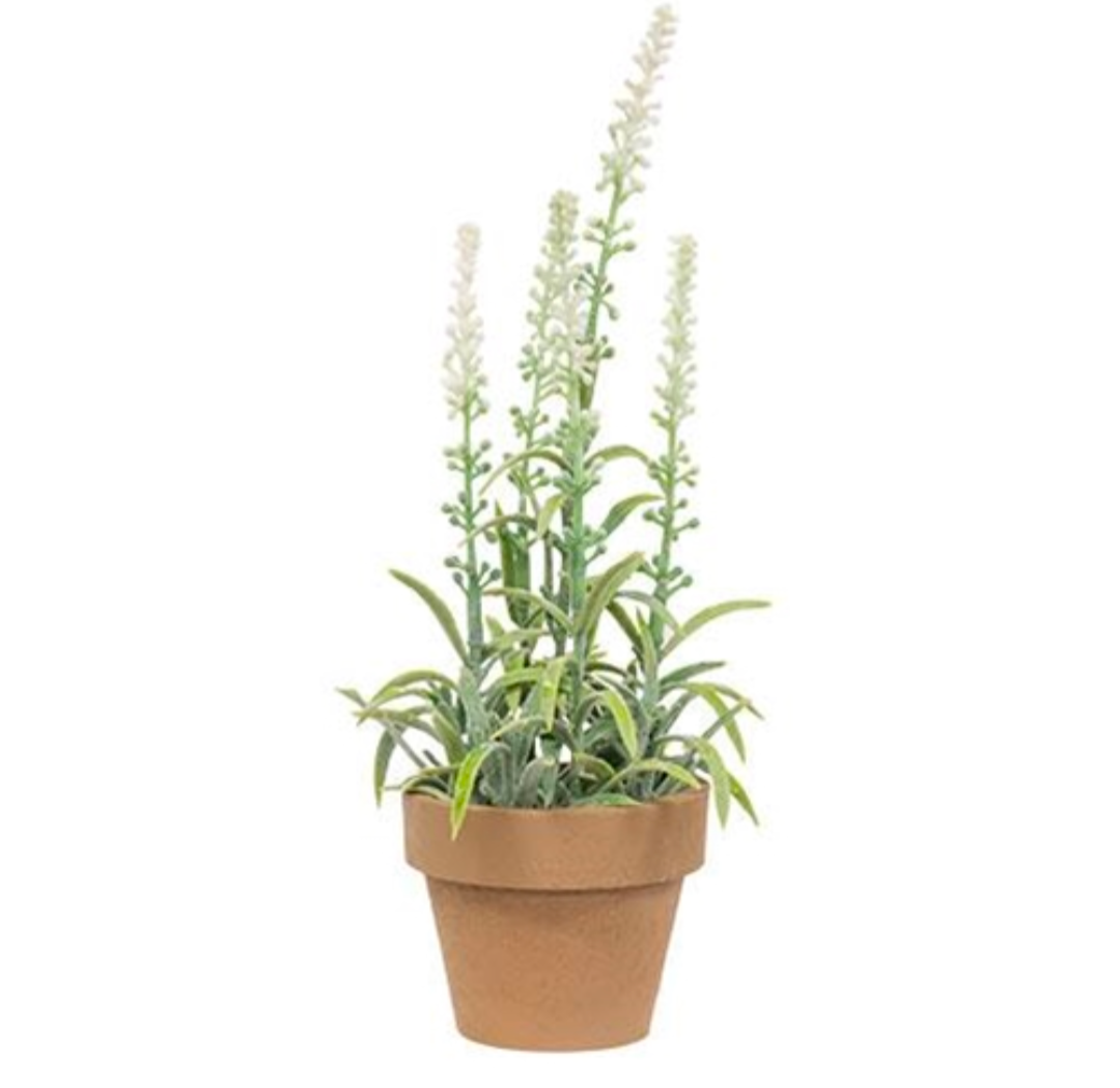 White Potted Flowering Sage Floral