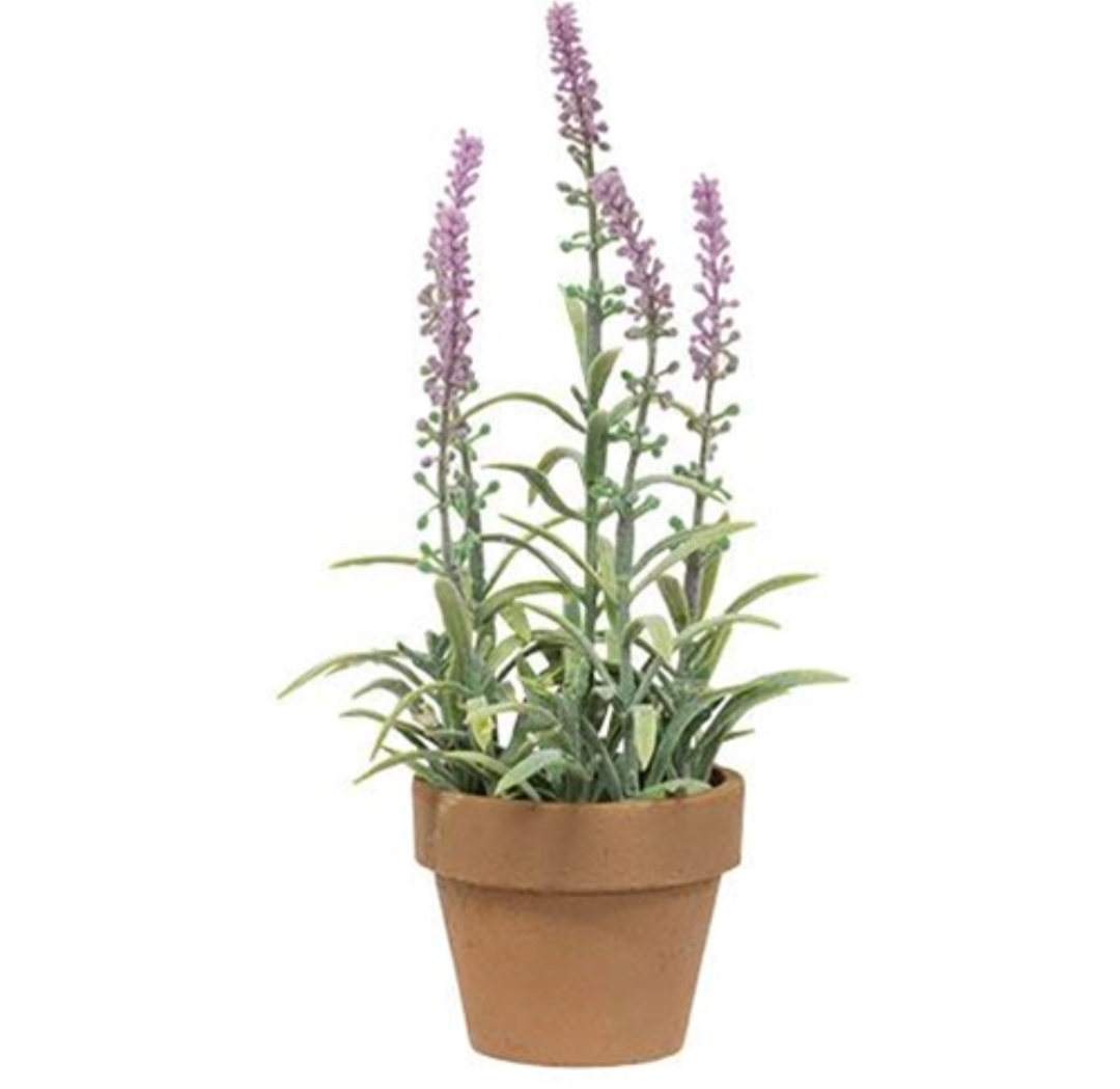Purple Potted Flowering Sage Floral