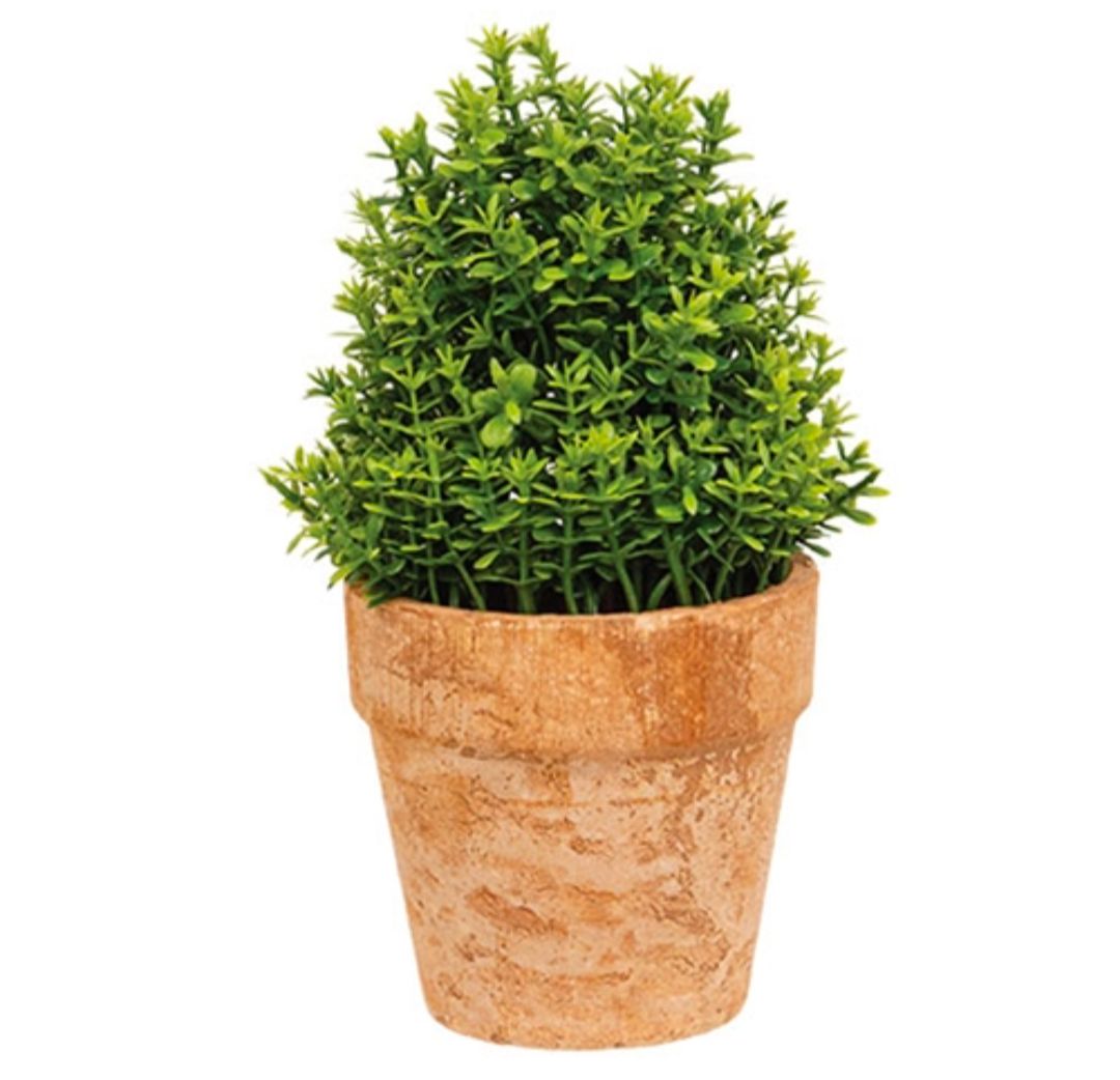 Potted Mini Boxwood