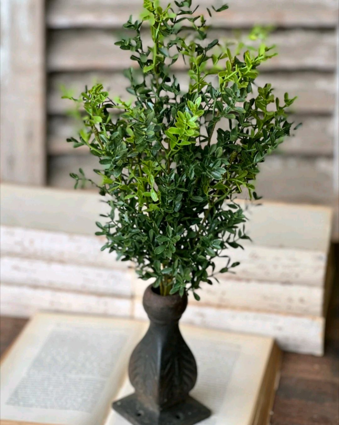 New England Boxwood Floral Pick